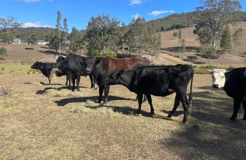 Glendon Brook House | Tangory Farmstay
