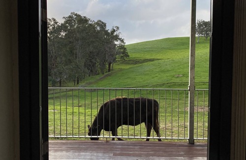 Nannup Ski Chalet | Tanjanerup Chalets "Clementine" Farm Stay, Meet Larry, Clementine, Lady & Floss