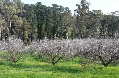 Darling Bed & Breakfast | Taralee Orchards