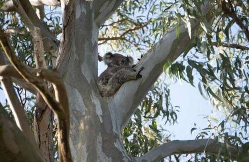 Soldiers Point Apartment | Tranquil Escape - Koala Hotspot - 2 Bed 2 Bath Apt Spectacular Sea Views