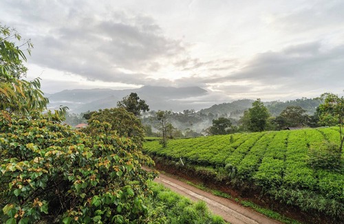 Devikolam Hotel | Treebo Windsong Resort Munnar