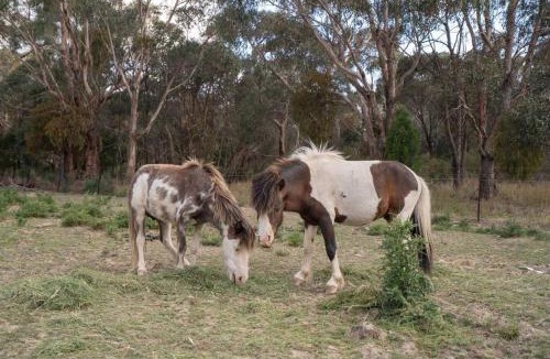 Buninyong Villa | Waterfront Tiny Home in FarmStay