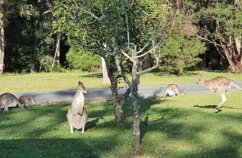 Kangaroo Valley Other | Wildlife haven - rustic farmhouse with gardens, farmland & wilderness to explore