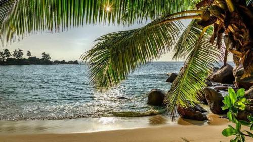 Baga Beach Palms in Baga