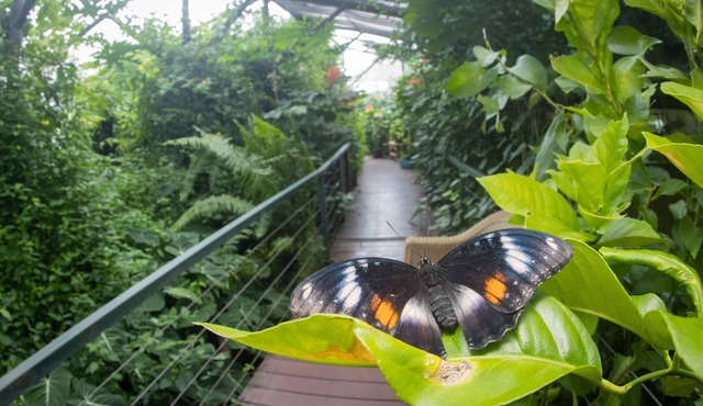 Batchelor Butterfly Farm