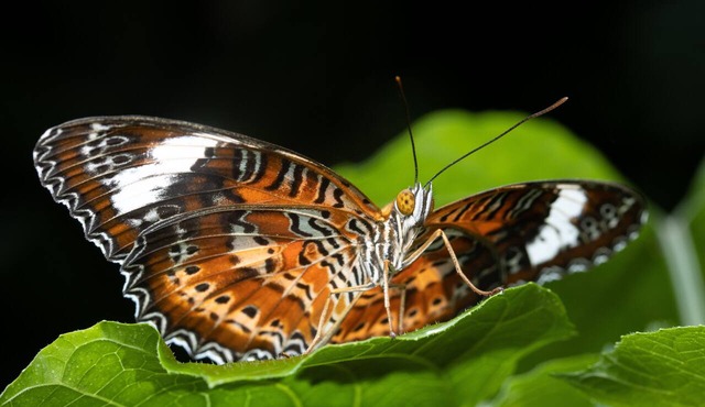 Batchelor Butterfly Farm