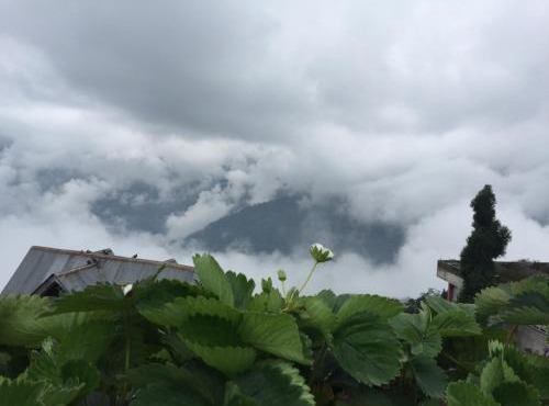 Benus in Darjeeling