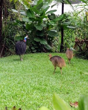 Birdwatcher's Oasis - Tiny Home - Cassowary