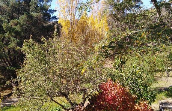 Cheerful Bush House