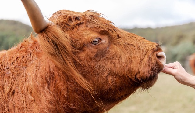 Country charm meets laid-back luxury, where time slows and hairy moos roam