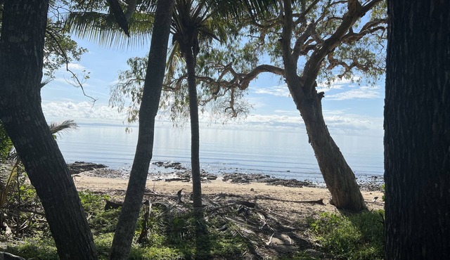 Daintree Crocodylus