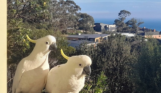 Dromana stay for couples. (Max 2 people, Max 2-3 night stay)
