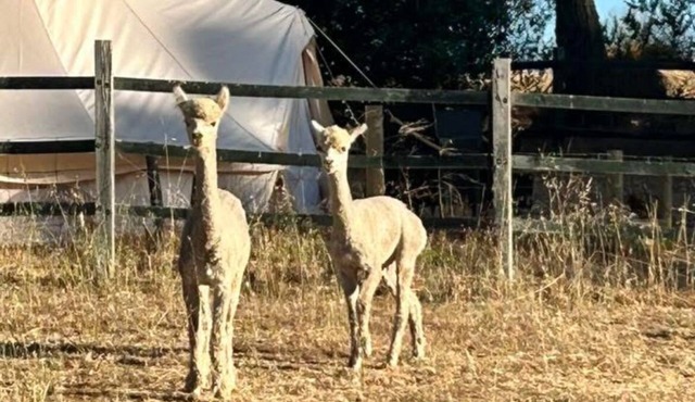 Large Glamping Tents available 10 mins fromBridgetown