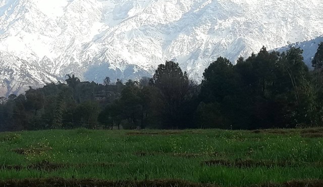 Nature Bloom Dharamshala Hotel and Resort