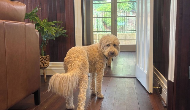 Pawfect Retreat – 3Bed, Dog Lovers’ Luxe Heritage Home,5 minutes to town!