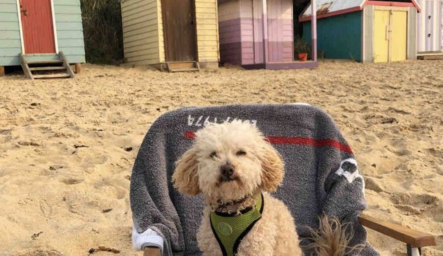 Pet friendly beachfront haven - opposite superb Fisherman’s Beach Mornington