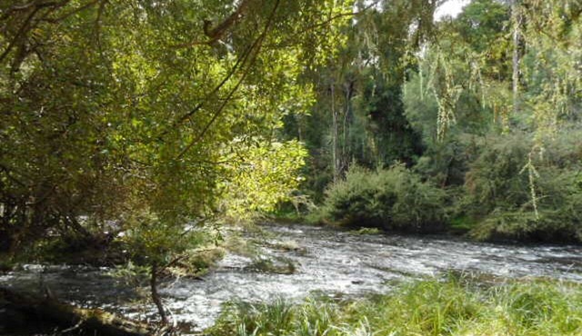 Platypus Den in Warburton