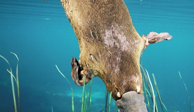 Platypus Viewing 2 min Waratah Waterfall Retreat, Free Pay TV In Two rooms WiFi