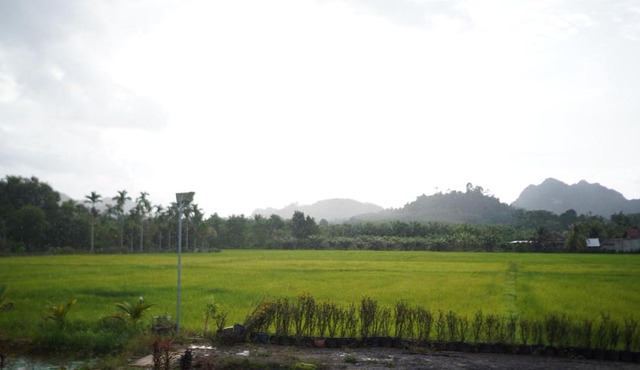 Rice Field Bungalows in Plai Phraya