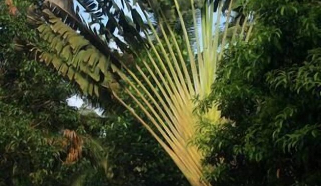 Siolim House