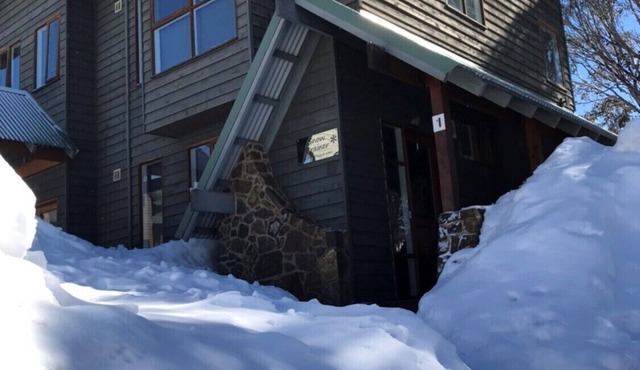 Snow Brainer-dog friendly
