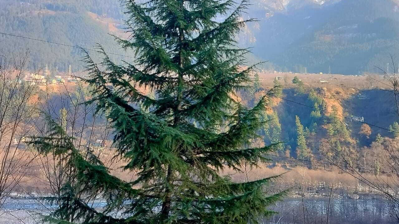 Photo of Outdoor in Manali