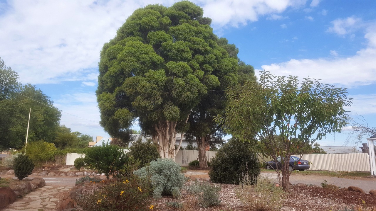 Photo of Outdoor in Clunes