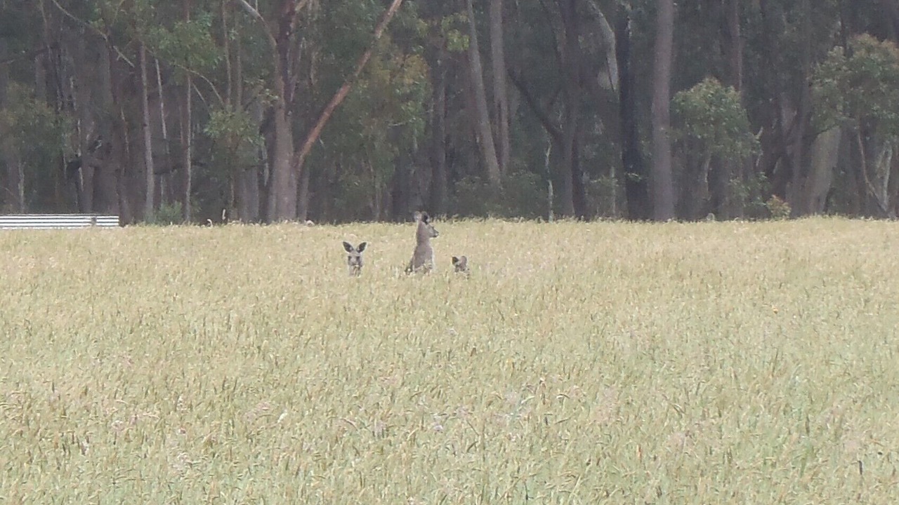 Photo of Others in Moss Vale