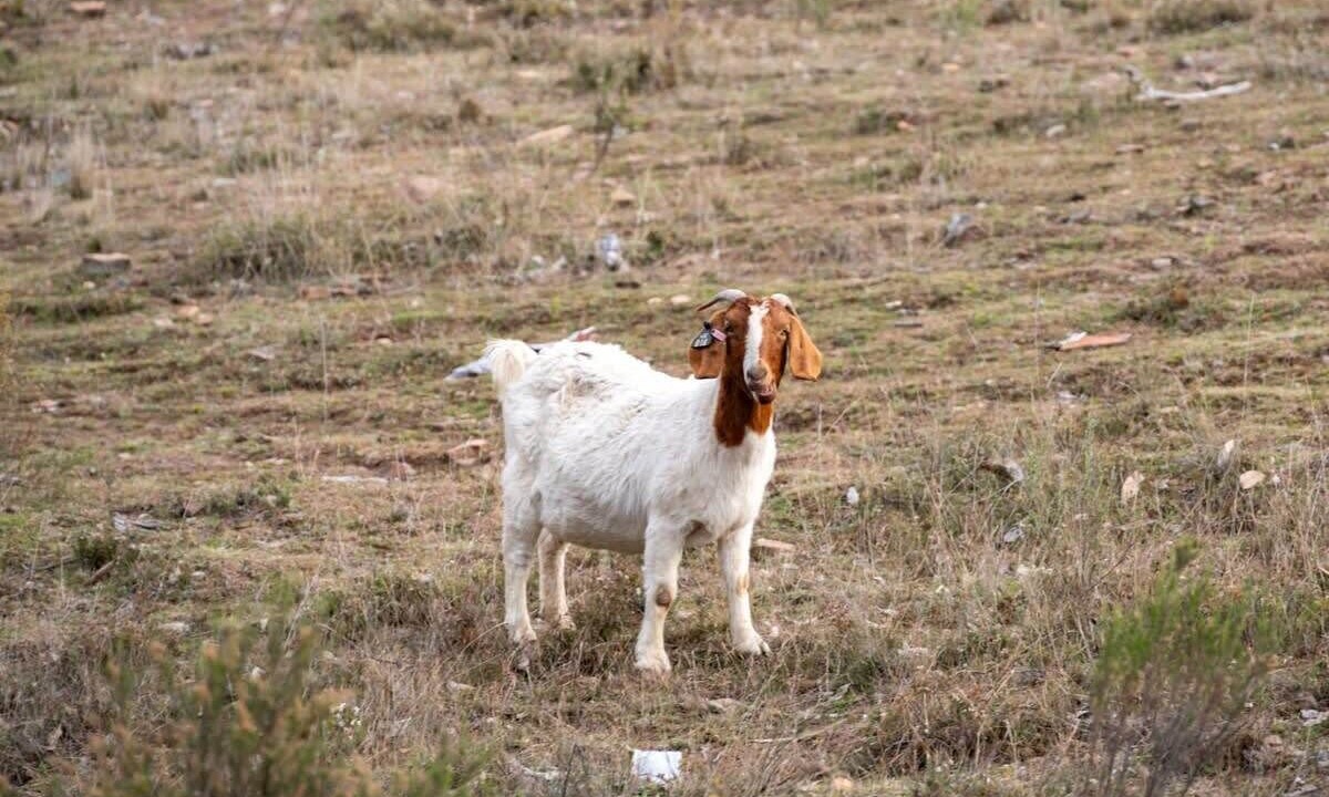 Photo of Others in Windeyer