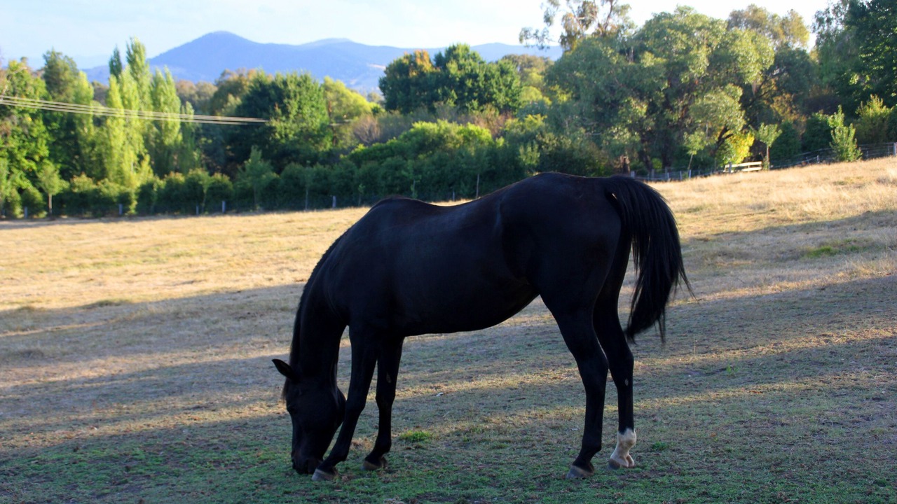 Photo of Others in Yackandandah