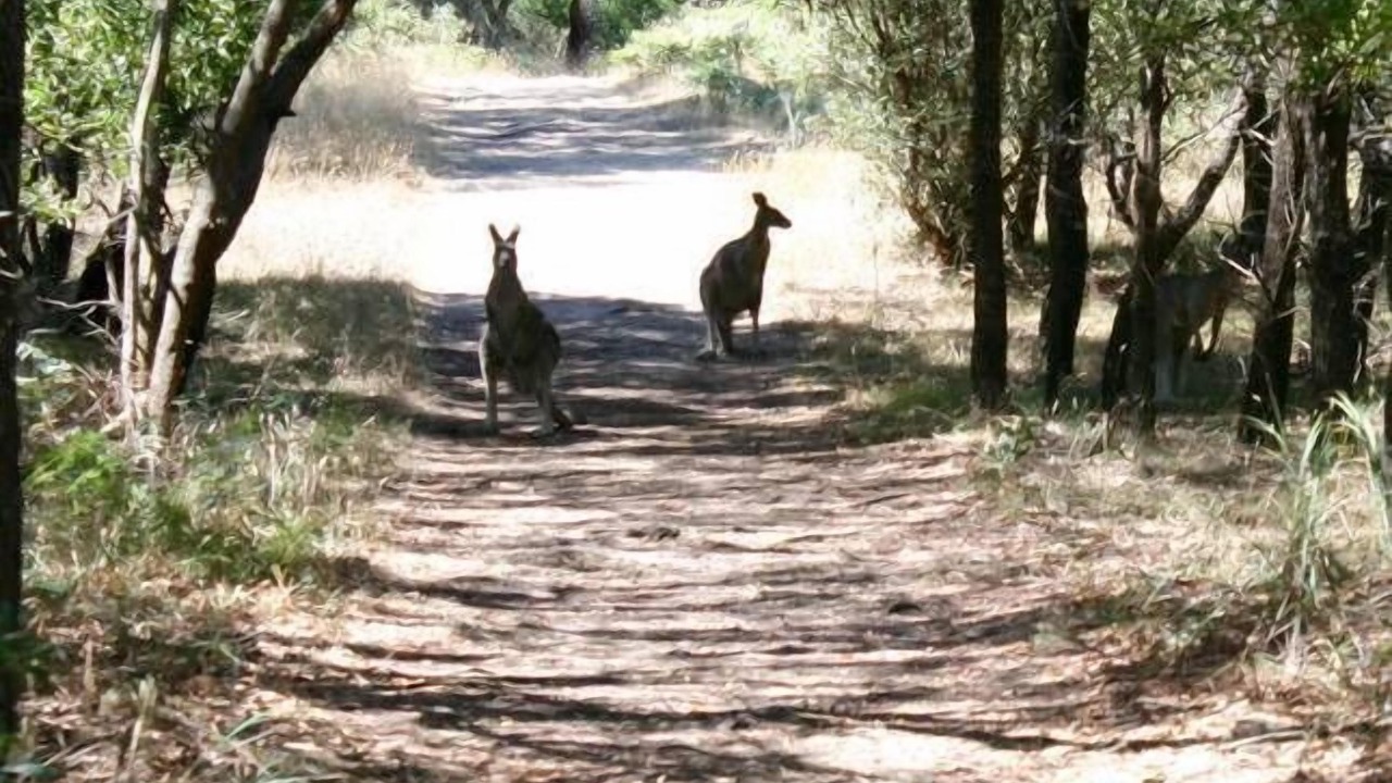 Photo of Others in Mornington