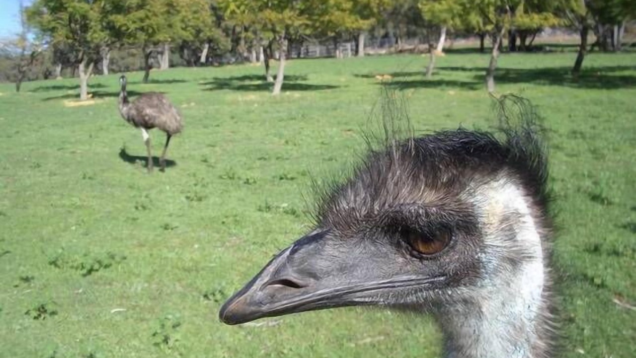 Photo of Others in Gidgegannup