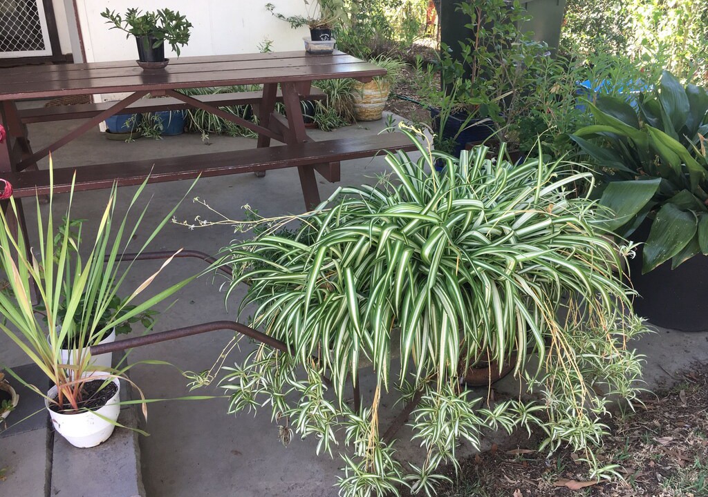 Photo of Patio Balcony in Coonabarabran
