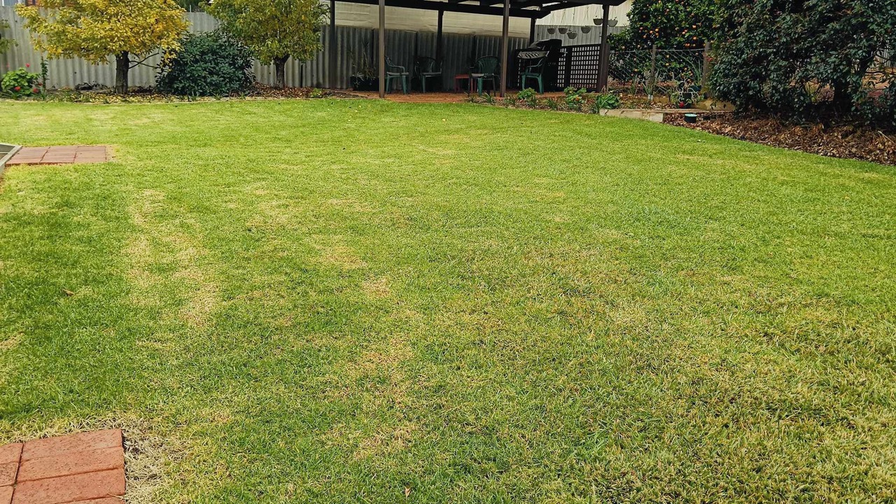 Photo of Outdoor in Collie