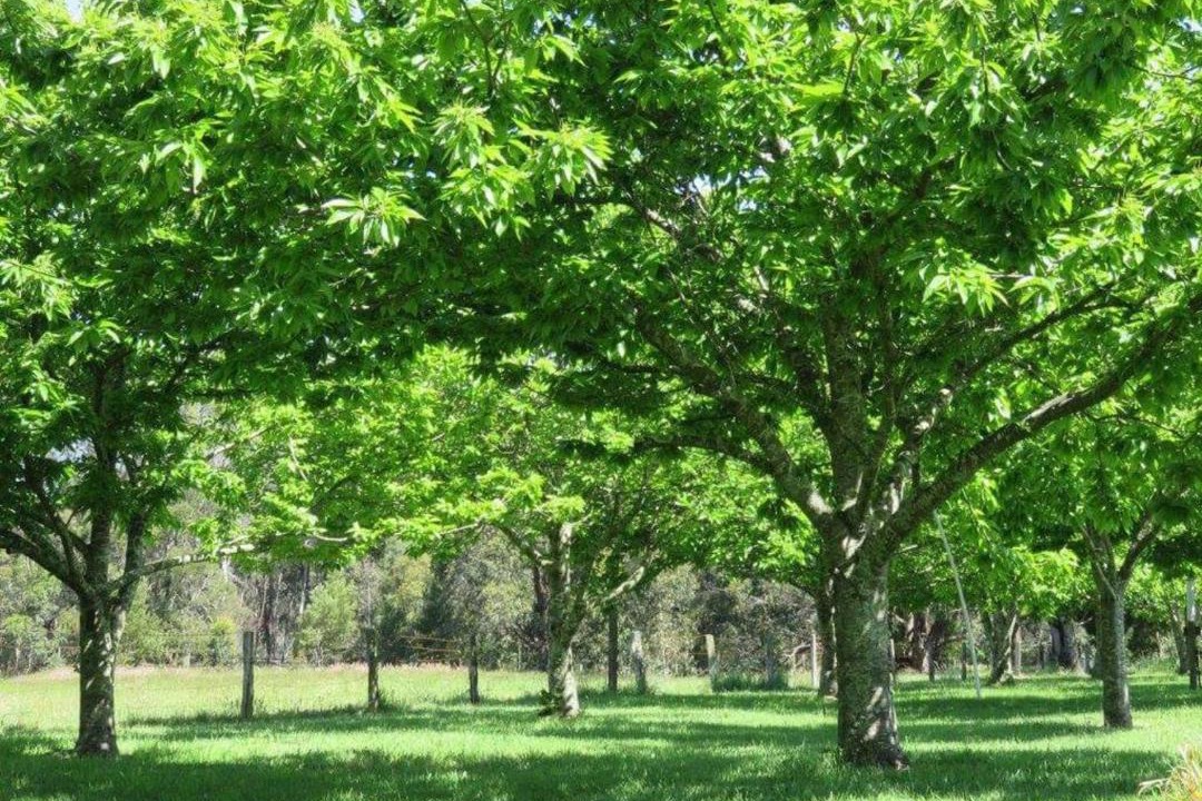Photo of Others in Trentham East